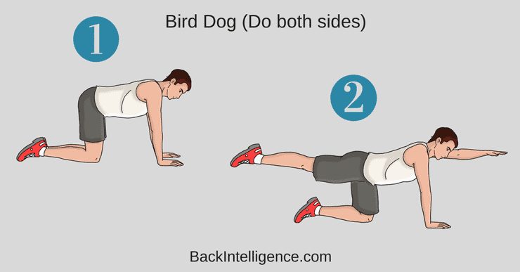 Bird Dog